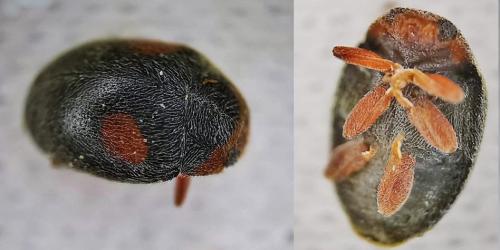 Réf. 335 075 : Scymnus sp.